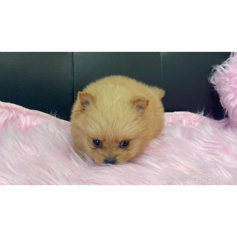 販売中の兵庫県のポメラニアン-454418の5枚目