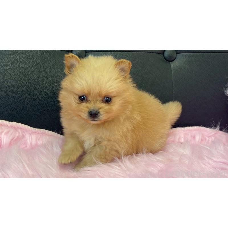 販売中の兵庫県のポメラニアン-454418の4枚目