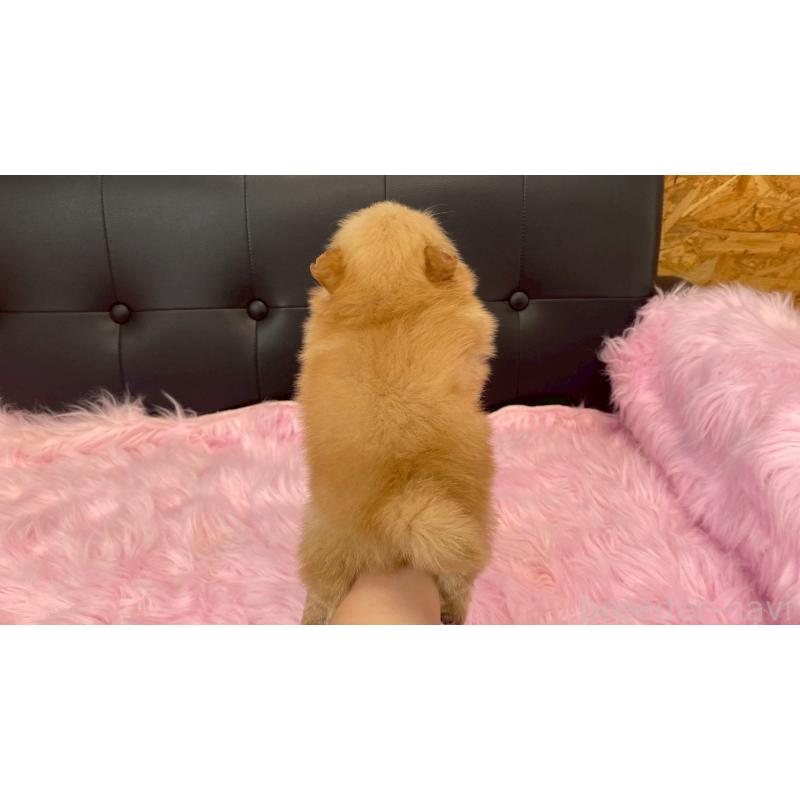 販売中の兵庫県のポメラニアン-454418の3枚目