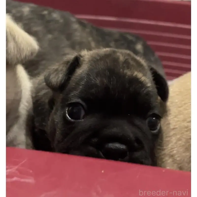 販売中の山口県のフレンチブルドッグ-454421の7枚目