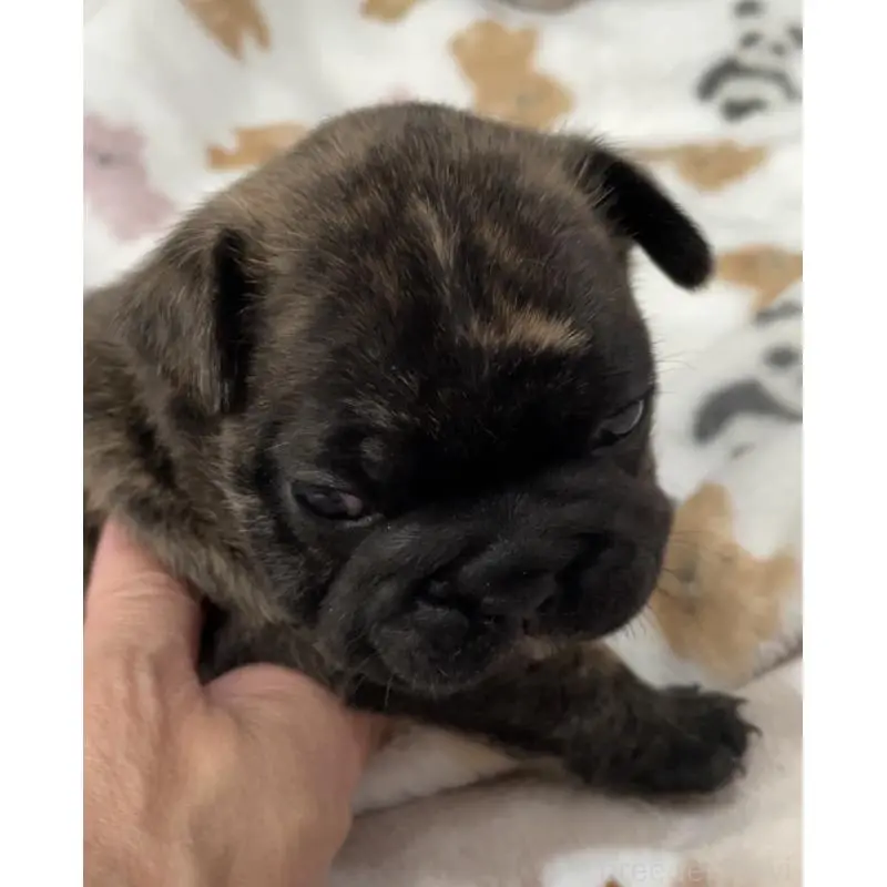 販売中の山口県のフレンチブルドッグ-454421の4枚目