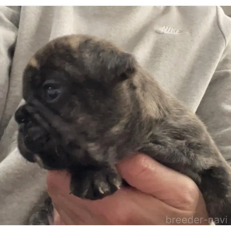 販売中の山口県のフレンチブルドッグ-454421の2枚目