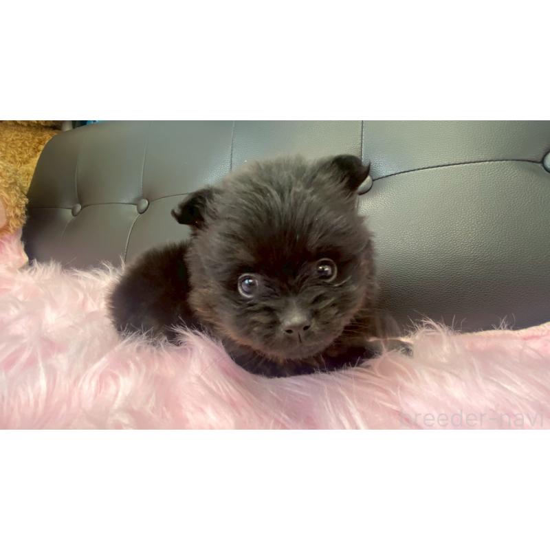 販売中の兵庫県のポメラニアン-454419の11枚目