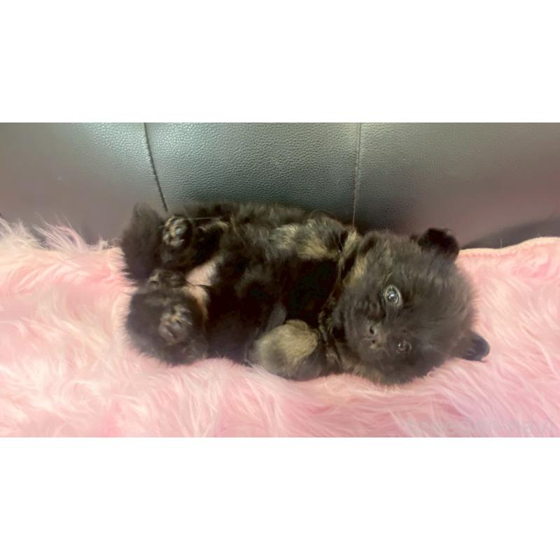 販売中の兵庫県のポメラニアン-454419の10枚目