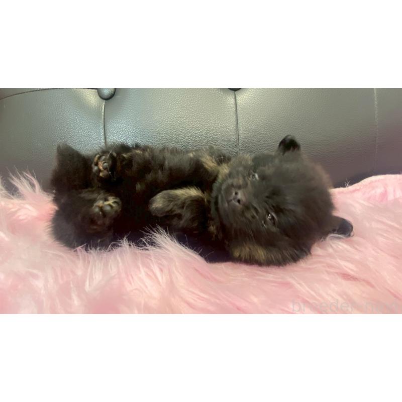 販売中の兵庫県のポメラニアン-454419の8枚目