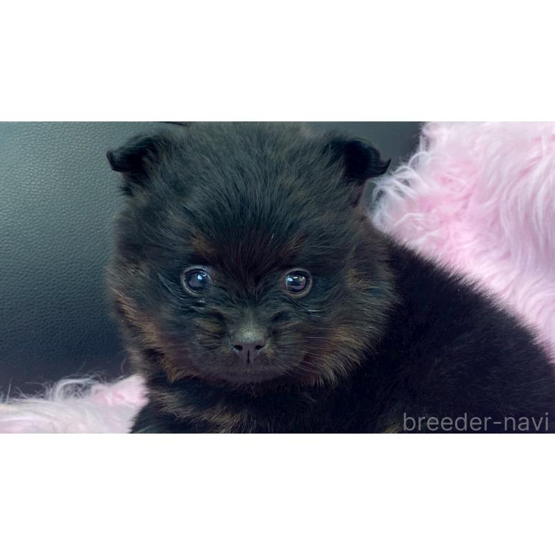 販売中の兵庫県のポメラニアン-454419の7枚目