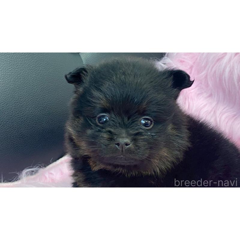 販売中の兵庫県のポメラニアン-454419の6枚目