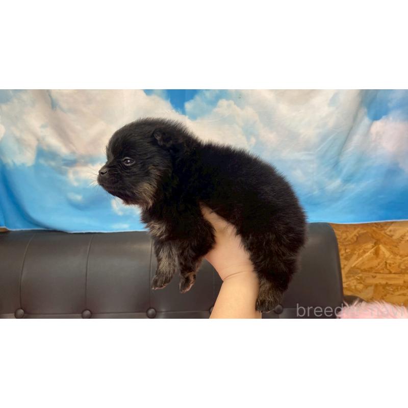 販売中の兵庫県のポメラニアン-454419の4枚目