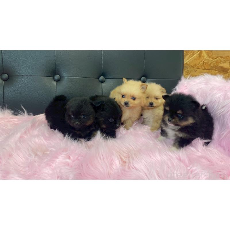 販売中の兵庫県のポメラニアン-454419の3枚目