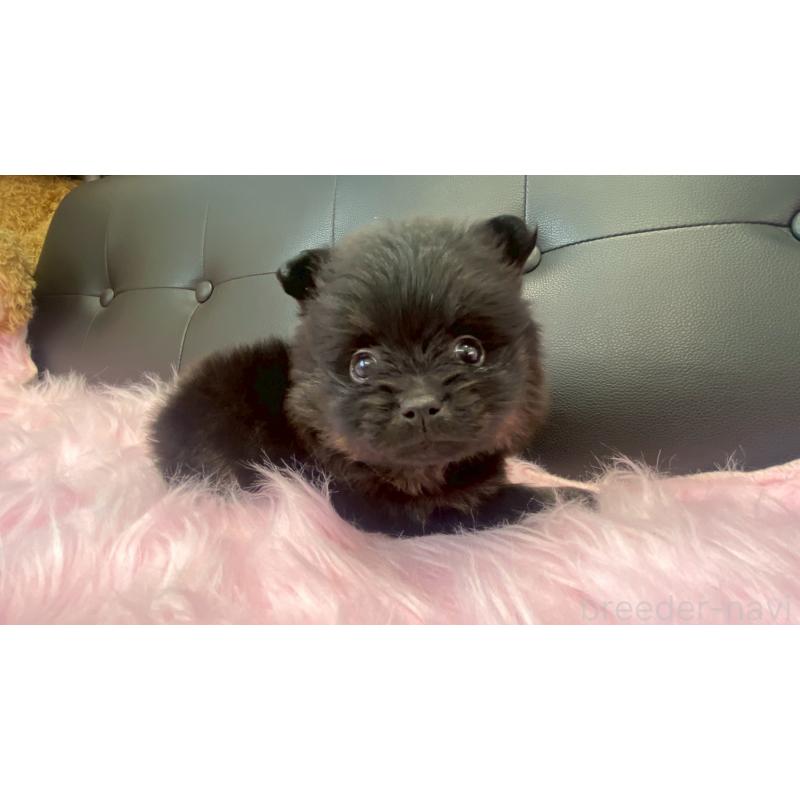 販売中の兵庫県のポメラニアン-454419の2枚目