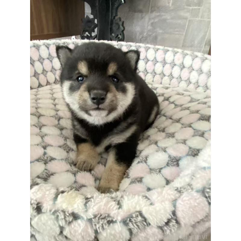 販売中の茨城県の豆柴-454420の8枚目