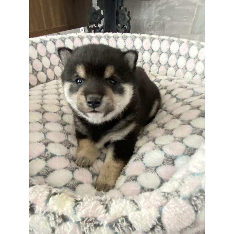 販売中の茨城県の豆柴-454420の7枚目