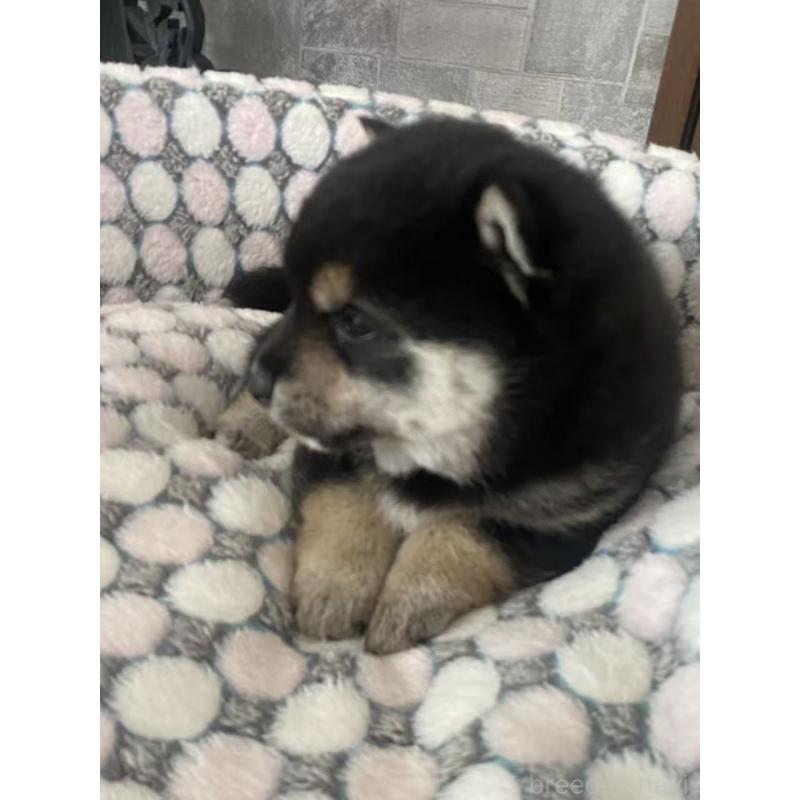 販売中の茨城県の豆柴-454420の6枚目