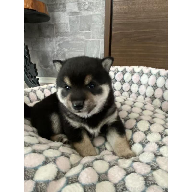 販売中の茨城県の豆柴-454420の5枚目