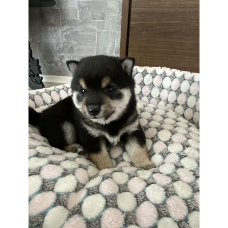 販売中の茨城県の豆柴-454420の4枚目