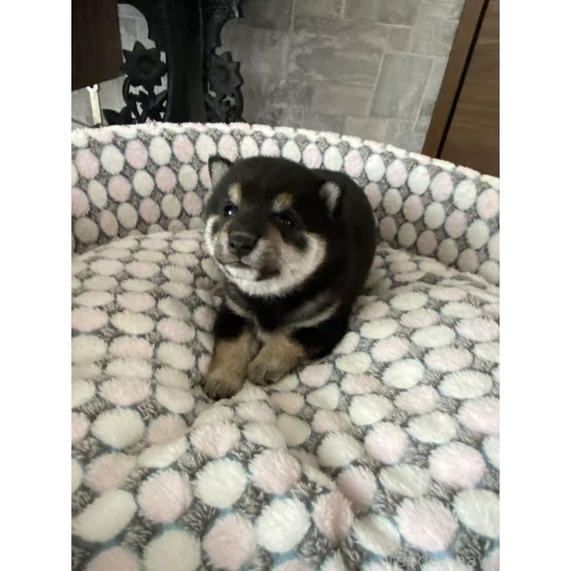 販売中の茨城県の豆柴-454420の3枚目