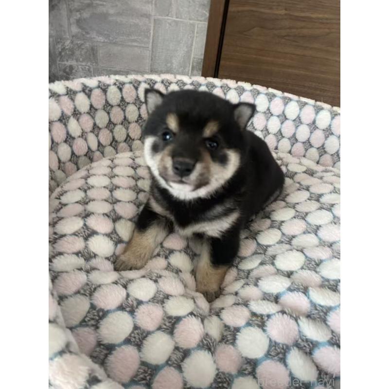 販売中の茨城県の豆柴-454420の2枚目