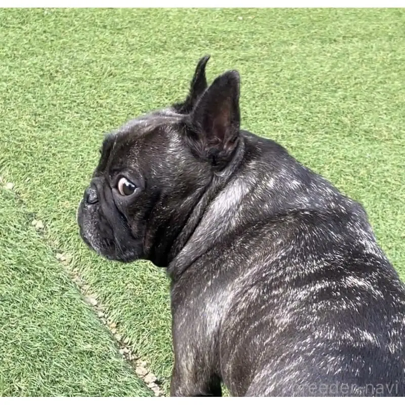 おはぎちゃん2枚目