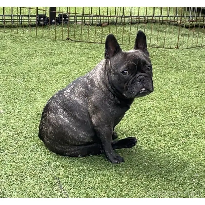 おはぎちゃん3枚目