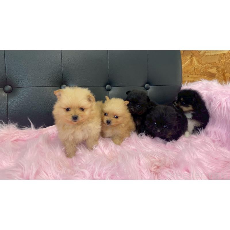 販売中の兵庫県のポメラニアン-454422の12枚目