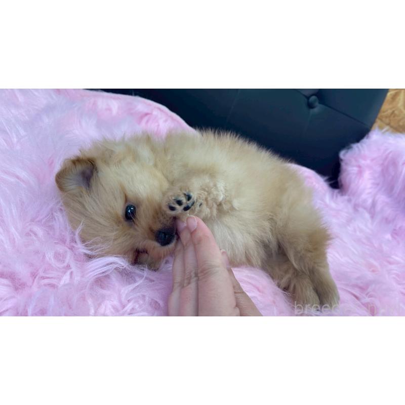 販売中の兵庫県のポメラニアン-454422の11枚目