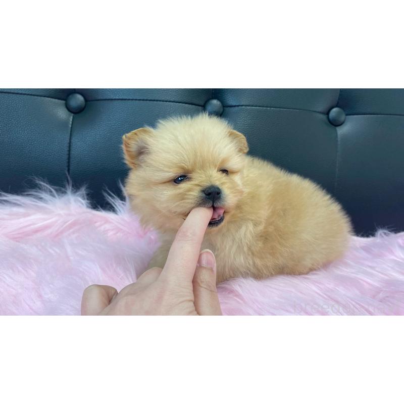 販売中の兵庫県のポメラニアン-454422の10枚目