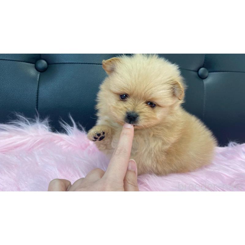 販売中の兵庫県のポメラニアン-454422の9枚目