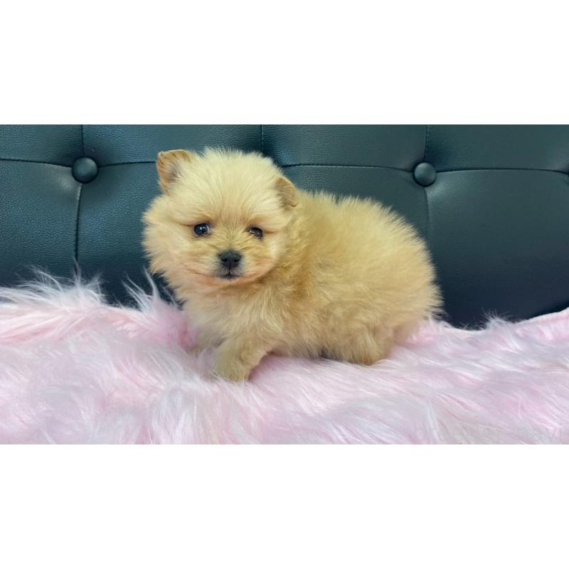 販売中の兵庫県のポメラニアン-454422の7枚目