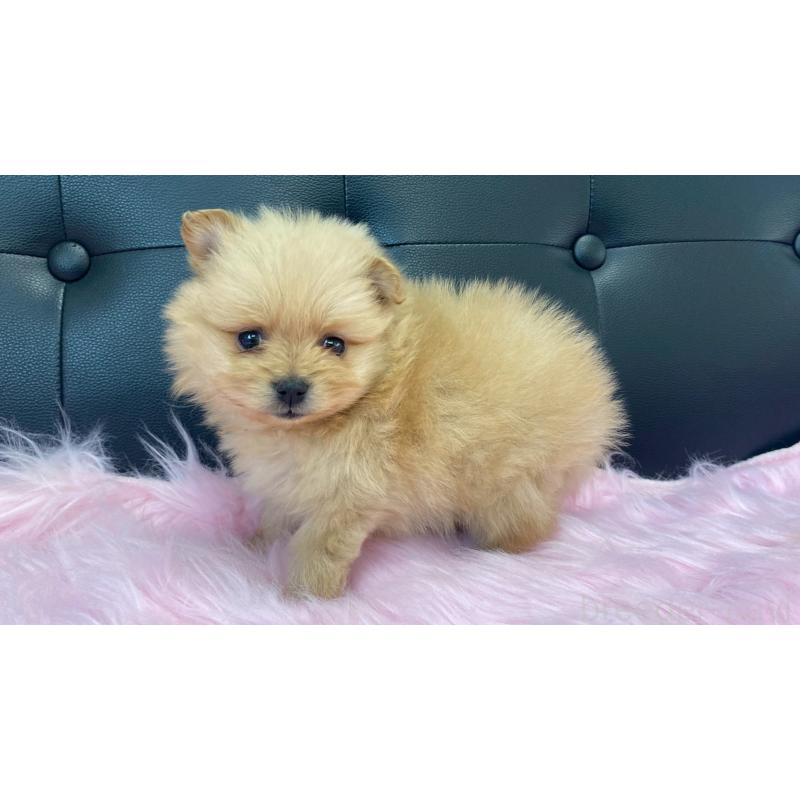 販売中の兵庫県のポメラニアン-454422の8枚目