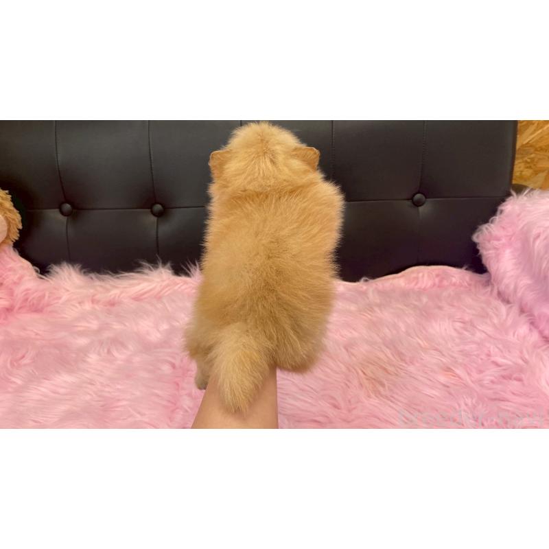 販売中の兵庫県のポメラニアン-454422の6枚目