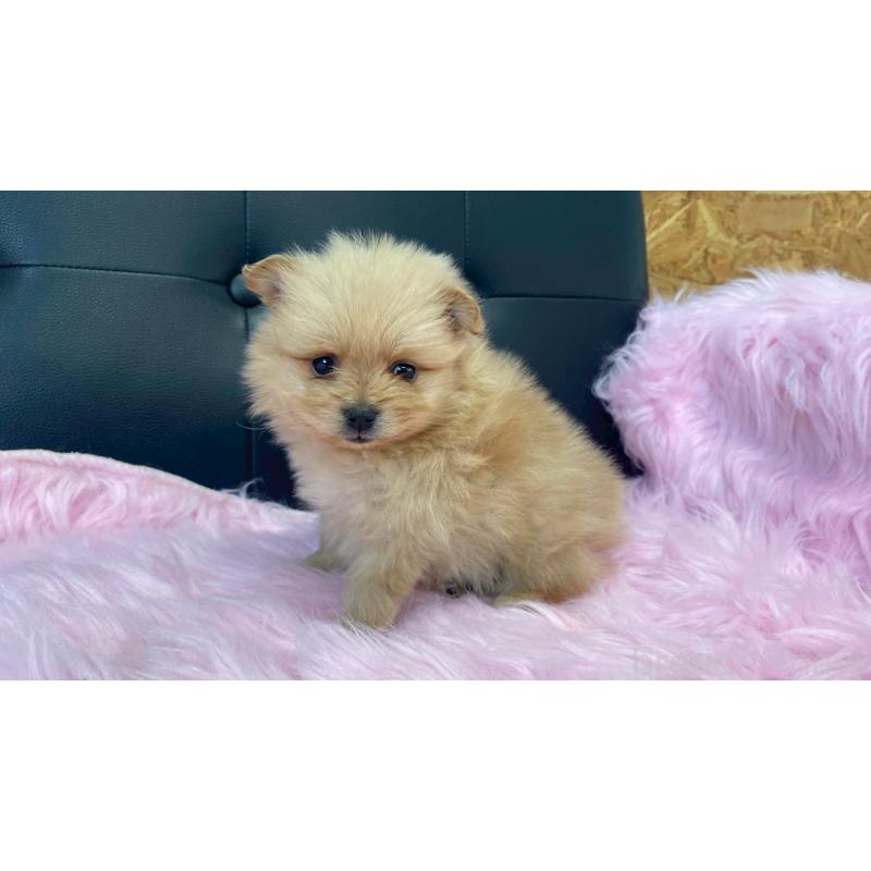 販売中の兵庫県のポメラニアン-454422の5枚目