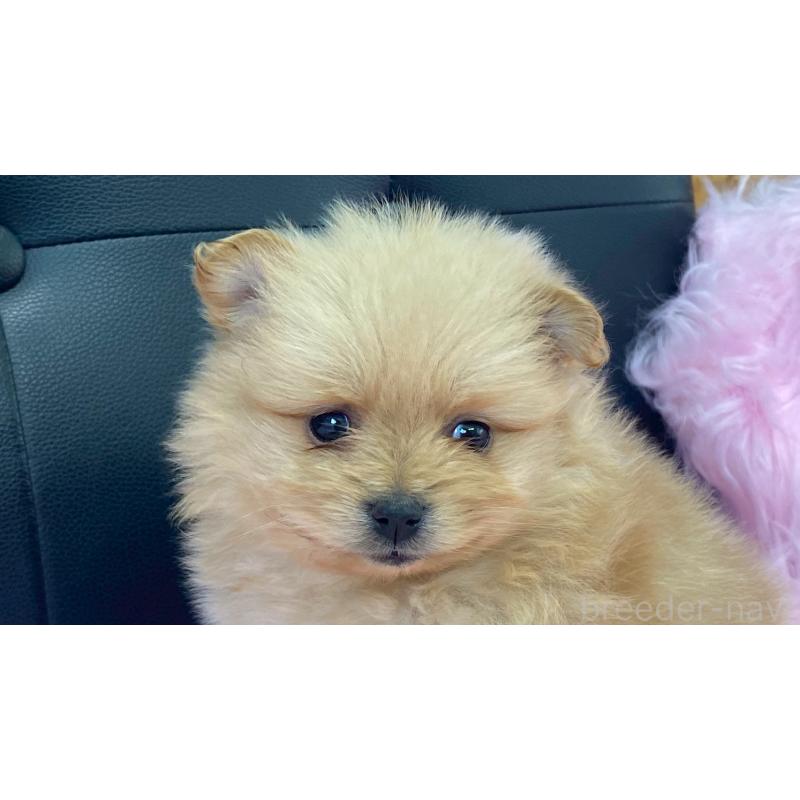 販売中の兵庫県のポメラニアン-454422の4枚目