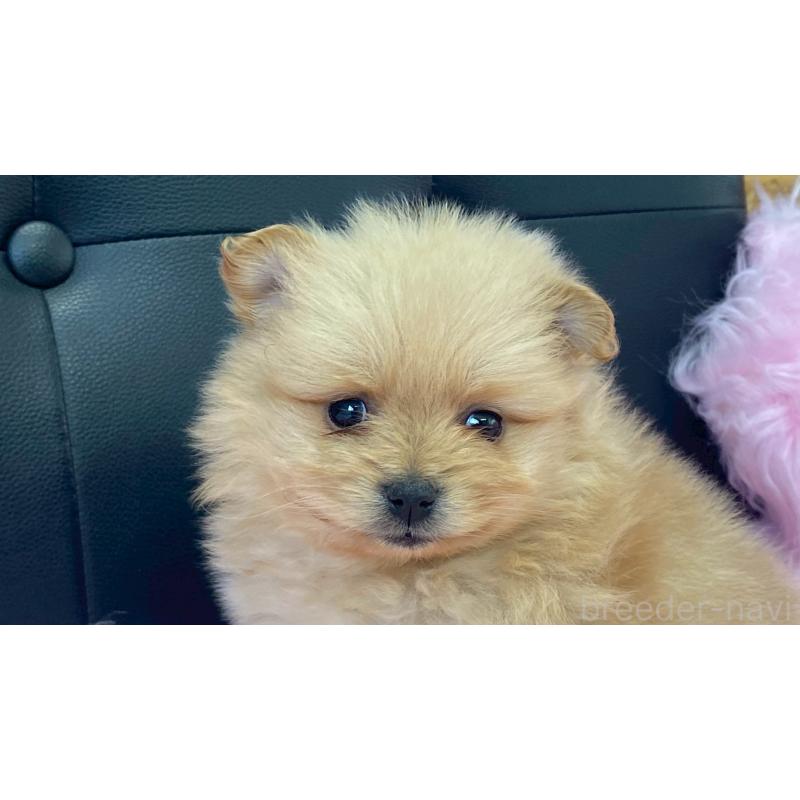 販売中の兵庫県のポメラニアン-454422の3枚目