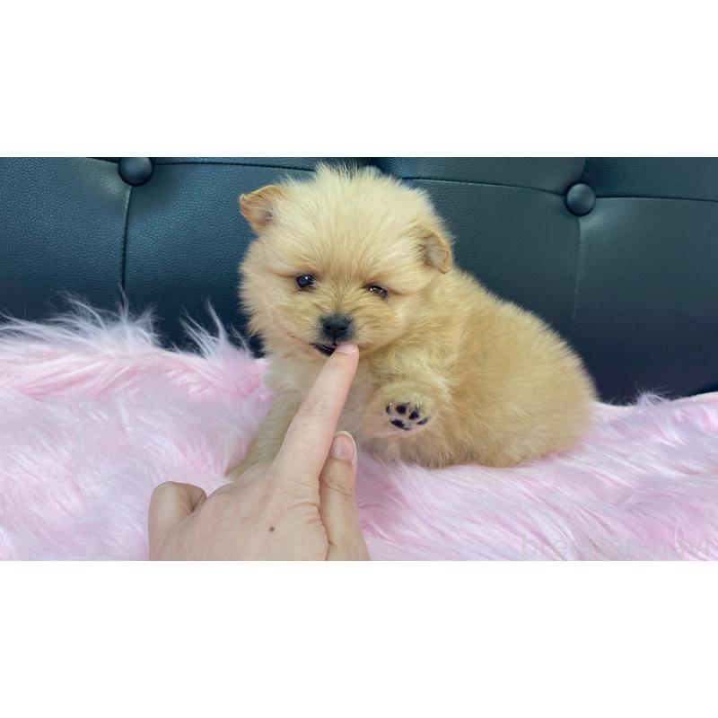 販売中の兵庫県のポメラニアン-454422の2枚目
