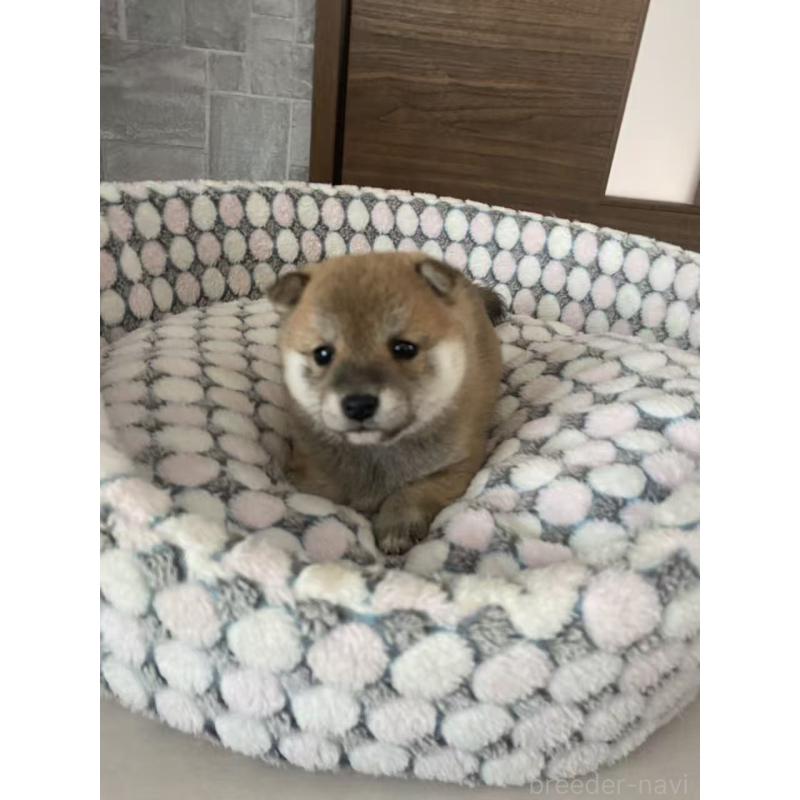 販売中の茨城県の豆柴-454423の7枚目