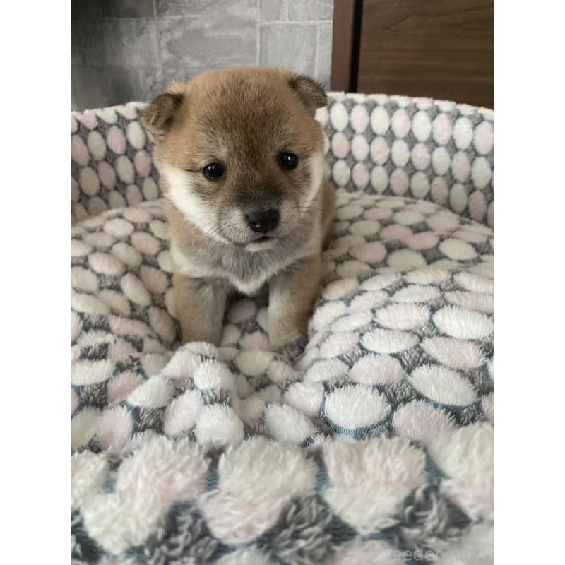 販売中の茨城県の豆柴-454423の6枚目