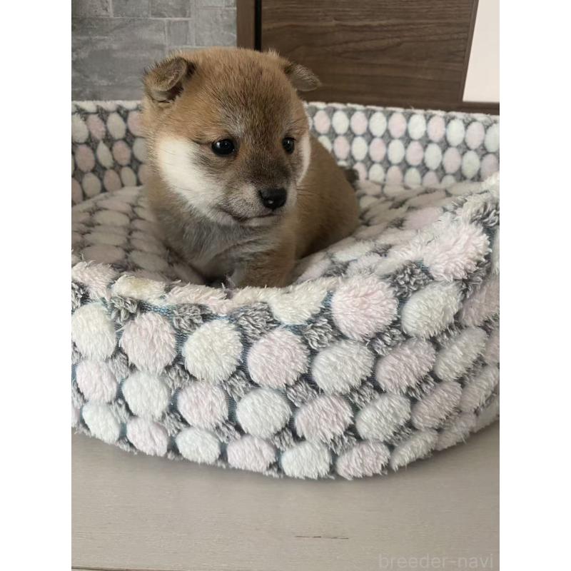 販売中の茨城県の豆柴-454423の5枚目