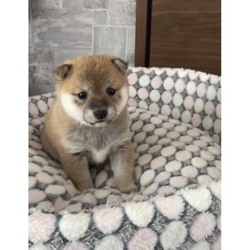 販売中の茨城県の豆柴-454423の2枚目