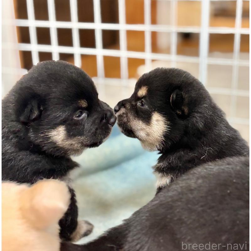 販売中の和歌山県の豆柴-454427の7枚目