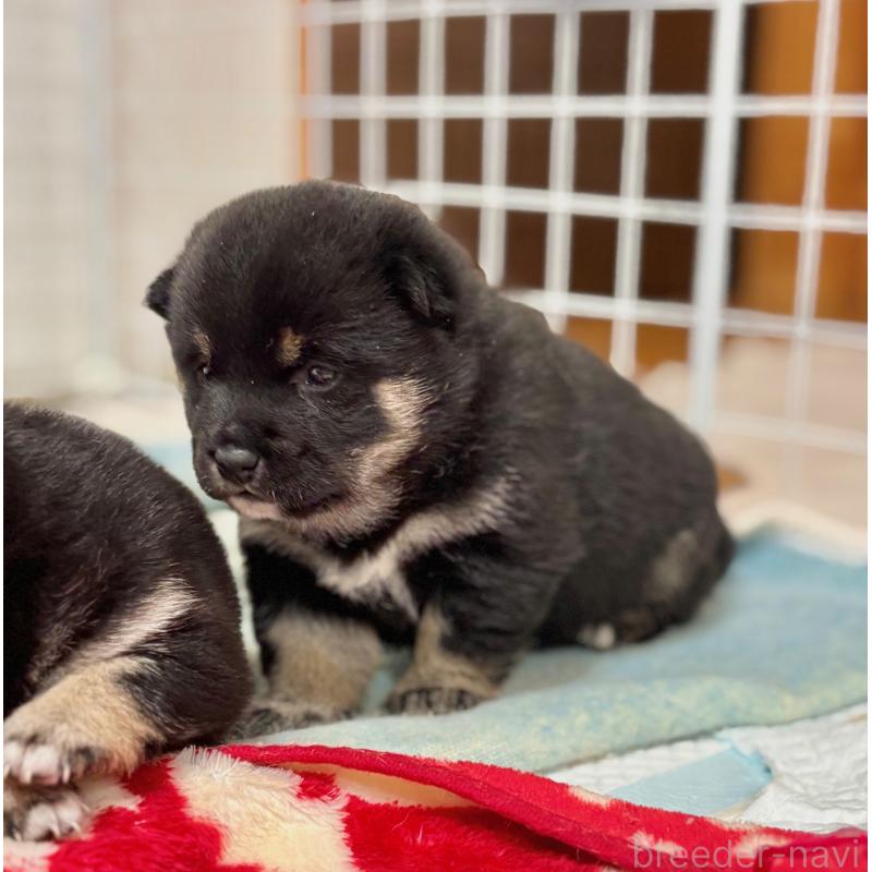 販売中の和歌山県の豆柴-454427の6枚目