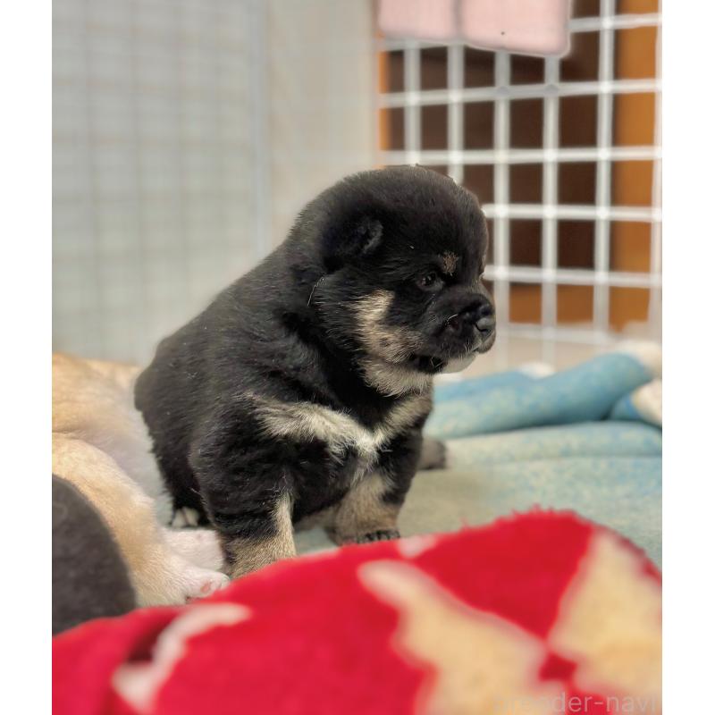 販売中の和歌山県の豆柴-454427の5枚目