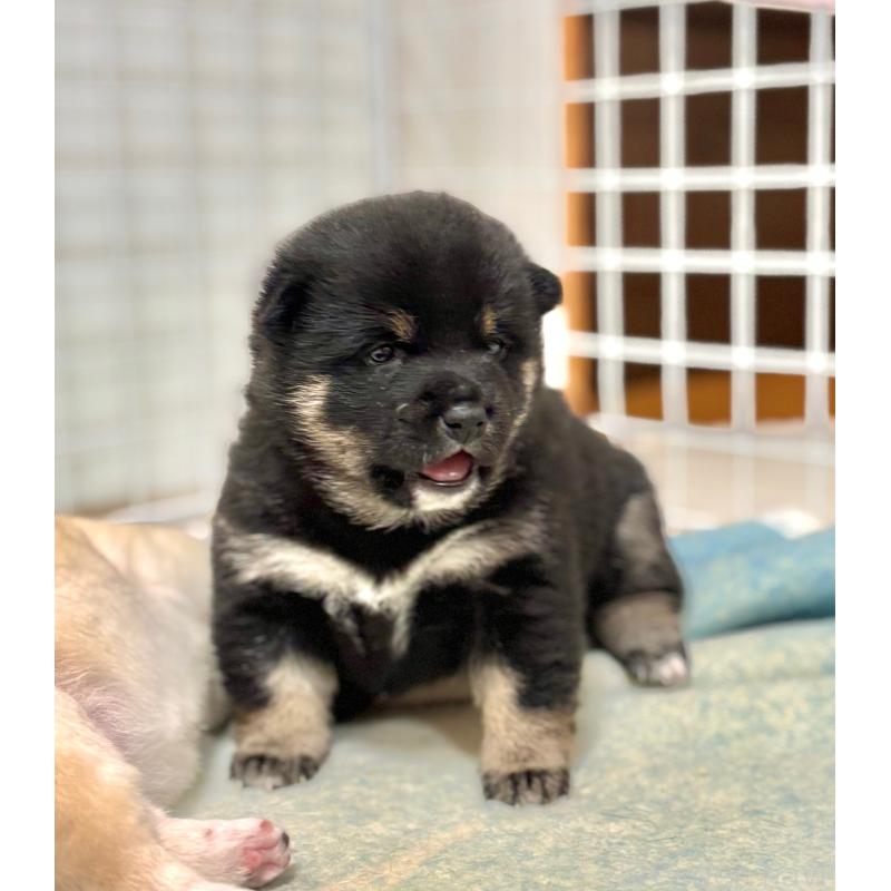 販売中の和歌山県の豆柴-454427の4枚目