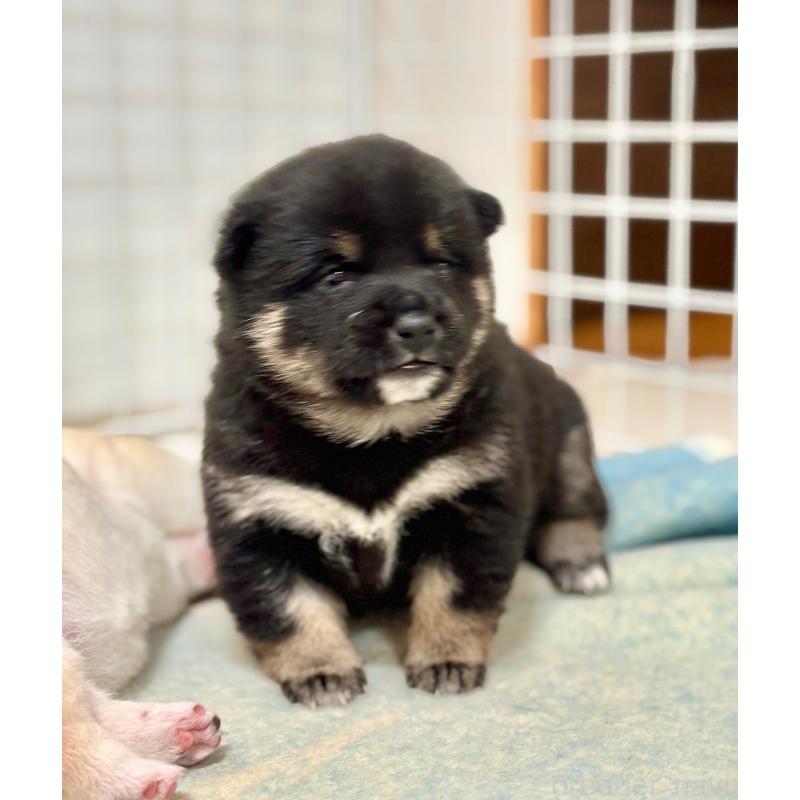 販売中の和歌山県の豆柴-454427の3枚目