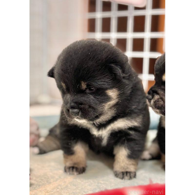 販売中の和歌山県の豆柴-454427の2枚目