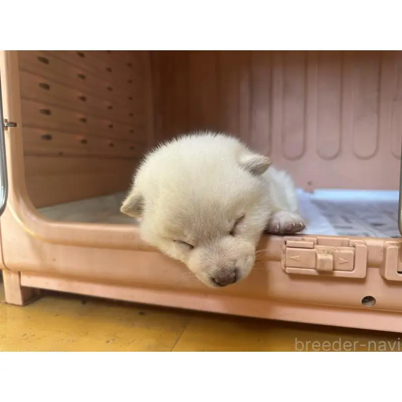 販売中の熊本県の豆柴-454430の3枚目