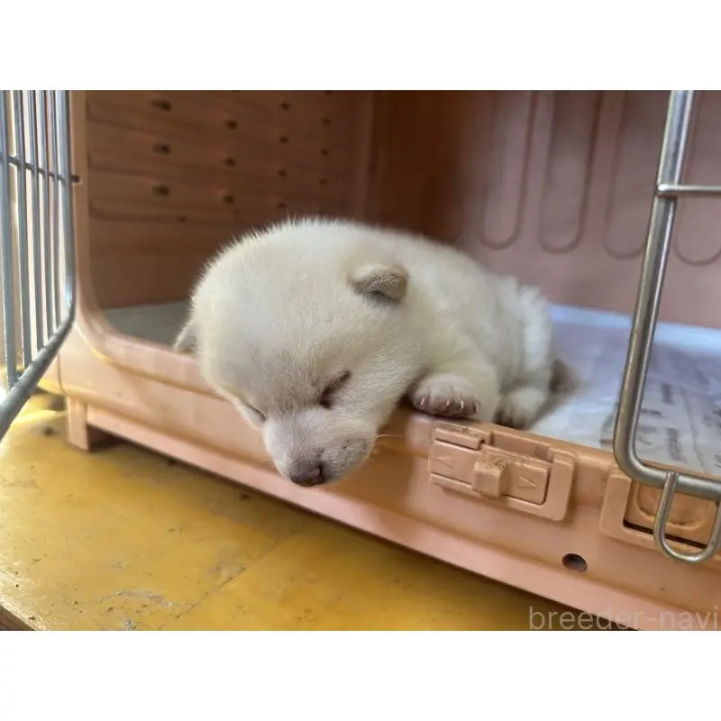 販売中の熊本県の豆柴-454430の2枚目