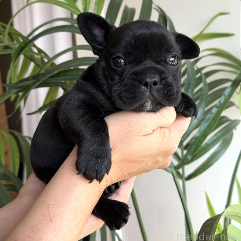 販売中の千葉県のフレンチブルドッグ-452796の5枚目