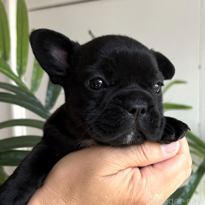 販売中の千葉県のフレンチブルドッグ-452796の4枚目