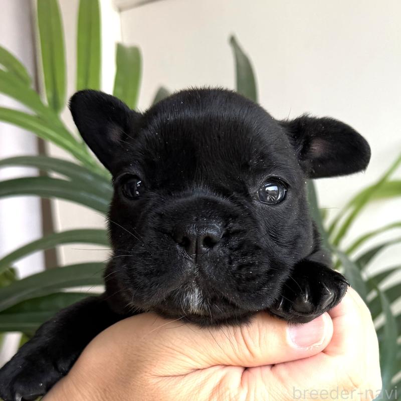 販売中の千葉県のフレンチブルドッグ-452796の3枚目