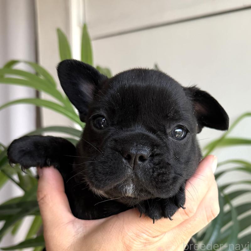 販売中の千葉県のフレンチブルドッグ-452796